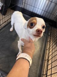Found/Stray Male Dog last seen Lake McCoy Rd & Hickory Court, Apopka, Apopka, FL 32712