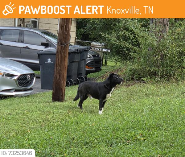 Found/Stray Unknown Dog last seen Ferd Hickey and Piney Grove Church, Knoxville, TN 37909