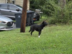 Found/Stray Unknown Dog last seen Ferd Hickey and Piney Grove Church, Knoxville, TN 37909