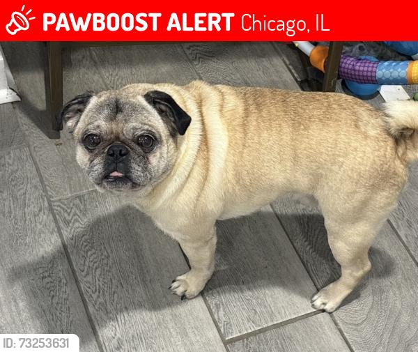 Lost Male Dog last seen Saint Bede Church, Chicago, IL 60652