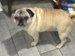 Lost Male Dog last seen Saint Bede Church, Chicago, IL 60652