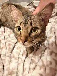 Found/Stray Female Cat last seen 7-11, Palatine, IL 60074
