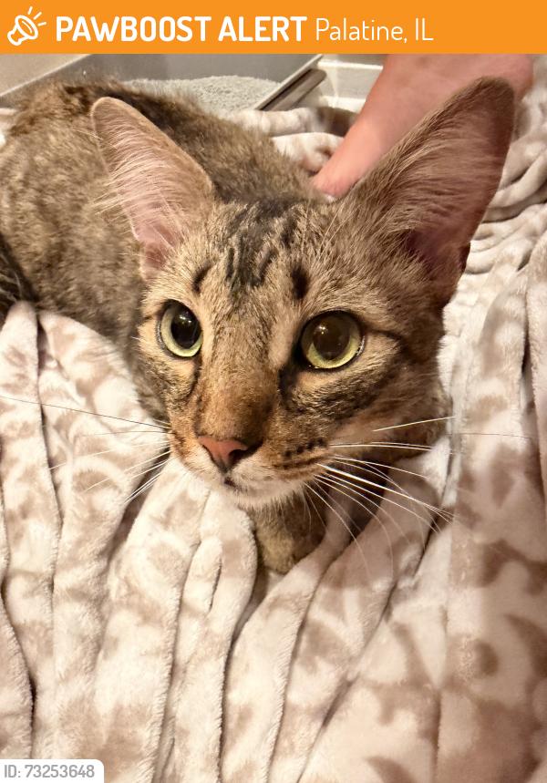 Found/Stray Female Cat last seen 7-11, Palatine, IL 60074