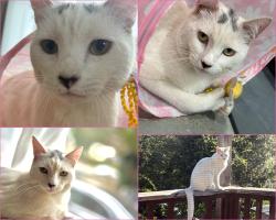 Reunited Female Cat last seen Parkside Dr, Hayward, CA 94542, USA, Hayward, CA 94542
