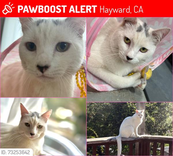 Lost Female Cat last seen Parkside Dr. and Chronicle Ave., Hayward, CA 94542