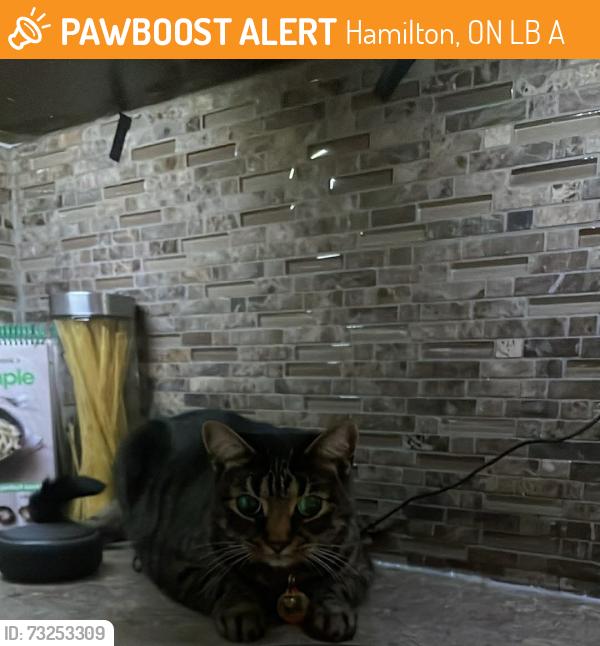 Found/Stray Male Cat last seen Upper paradise, Hamilton, ON L9B 1A7