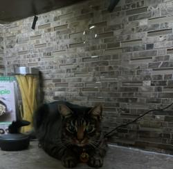 Found/Stray Male Cat last seen Upper paradise, Hamilton, ON L9B 1A7