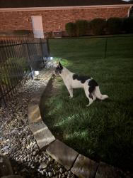 Found/Stray Male Dog last seen Edgewood between 135 and bluff, Indianapolis, IN 46217