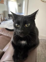 Reunited Male Cat last seen Between Rugby Rd and The Plaza, Schenectady, NY 12308