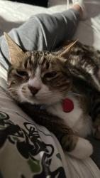 Lost Male Cat last seen Kinnaman, Aloha, OR 97078
