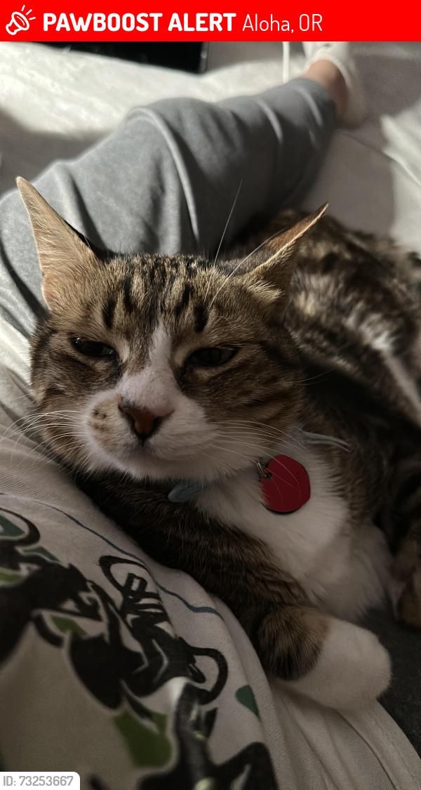 Lost Male Cat last seen Kinnaman, Aloha, OR 97078