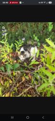 Found/Stray Unknown Cat last seen first block south of car wash, Everett, WA 98203