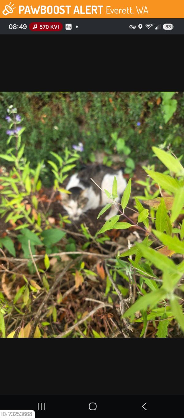 Found/Stray Unknown Cat last seen first block south of car wash, Everett, WA 98203