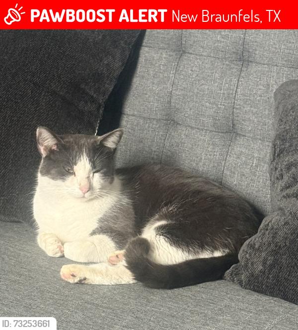 Lost Male Cat last seen Highway 46, New Braunfels, TX 78130