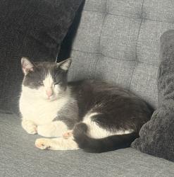 Lost Male Cat last seen Highway 46, New Braunfels, TX 78130