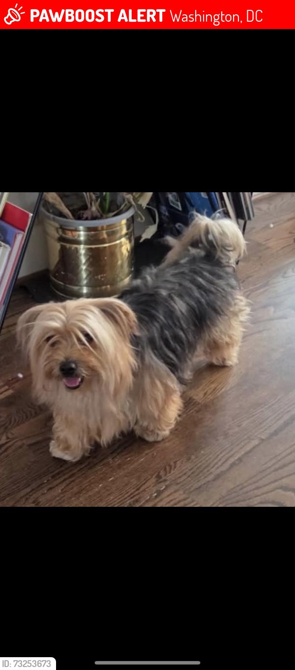 Lost Male Dog last seen Kanas Ave NW, Washington, DC 20011