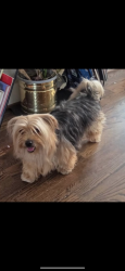 Lost Male Dog last seen Kanas Ave NW, Washington, DC 20011