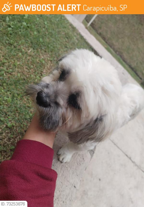Found/Stray Male Dog last seen Carapicuíba, Carapicuíba, SP 