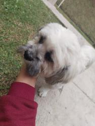 Found/Stray Male Dog last seen Carapicuíba, Carapicuíba, SP 