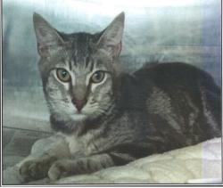 Lost Female Cat last seen 19th and Santa Monica, Santa Monica, CA 90403