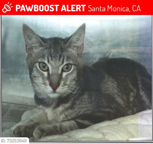 Lost Female Cat last seen 19th and Santa Monica, Santa Monica, CA 90403