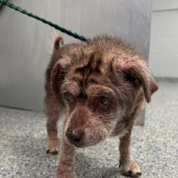 Shelter Stray Female Dog last seen , 328 Furman Hall Rd, Greenville, SC 29609, USA