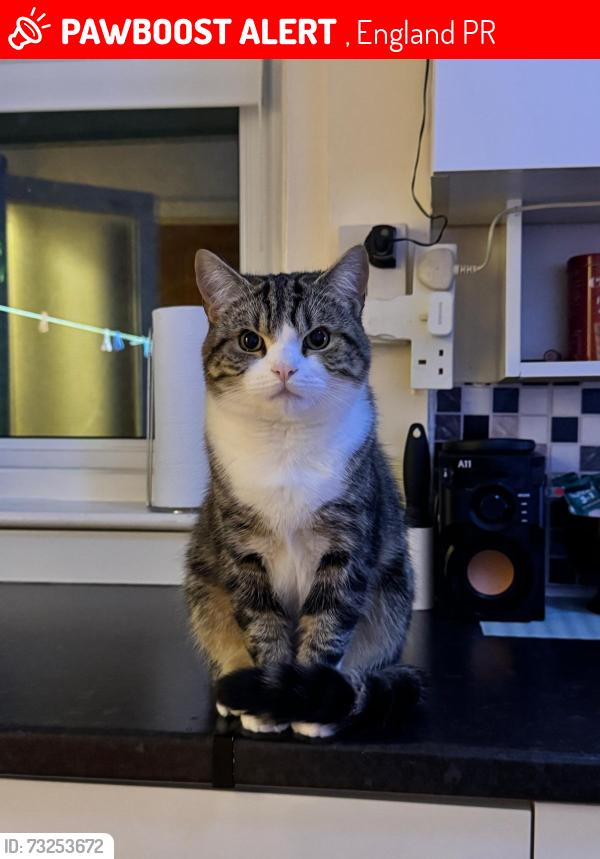 Lost Male Cat last seen PR1 Deepdale, , England PR1