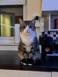 Lost Male Cat last seen PR1 Deepdale, , England PR1