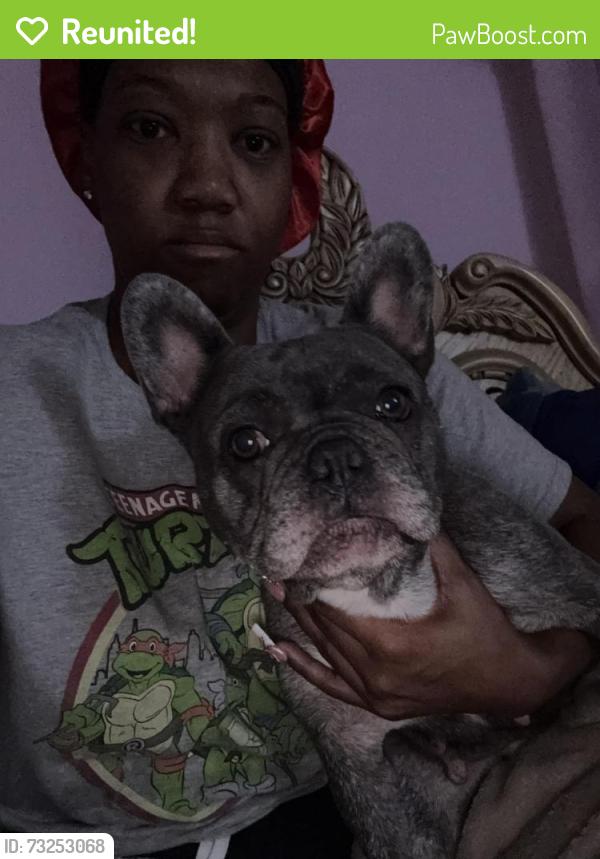 Reunited Female Dog last seen Harrow and Philatelic North, Spring Hill, FL 34606