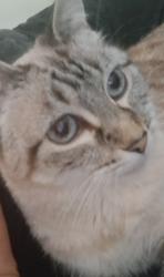 Lost Female Cat last seen Gate 14 Laguna Woods Village 92637, Aliso Viejo, CA 92656