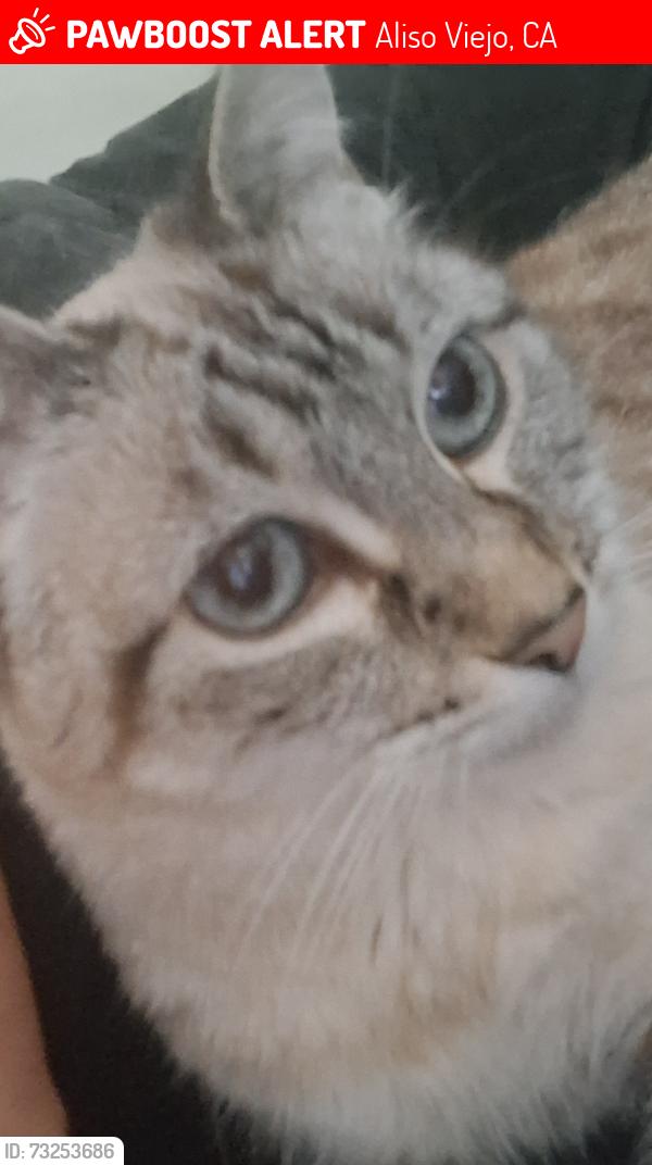 Lost Female Cat last seen Gate 14 Laguna Woods Village 92637, Aliso Viejo, CA 92656