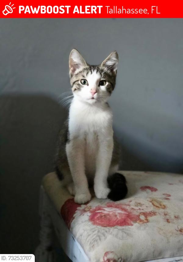 Lost Male Cat last seen Near Old Saint Augustine Road, Tallahassee, FL 32311