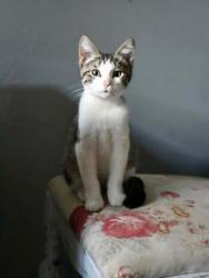 Lost Male Cat last seen Near Old Saint Augustine Road, Tallahassee, FL 32311