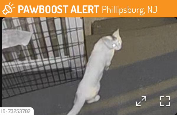 Found/Stray Unknown Cat last seen Filmore street, Phillipsburg, NJ 08865