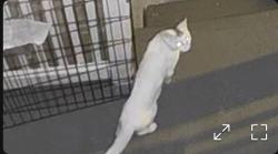 Found/Stray Unknown Cat last seen Filmore street, Phillipsburg, NJ 08865