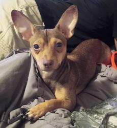 Reunited Female Dog last seen Near Mustang Dr, Richmond, TX 77469, USA, Richmond, TX 77469