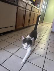 Found/Stray Male Cat last seen Mossberg, shadyvale, West Covina, CA 91790