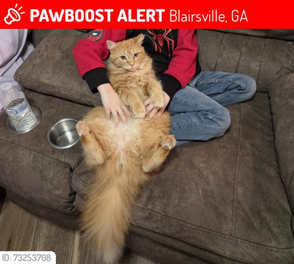 Lost Female Cat last seen Near Daniels way blairsville ga 30512, Blairsville, GA 30512