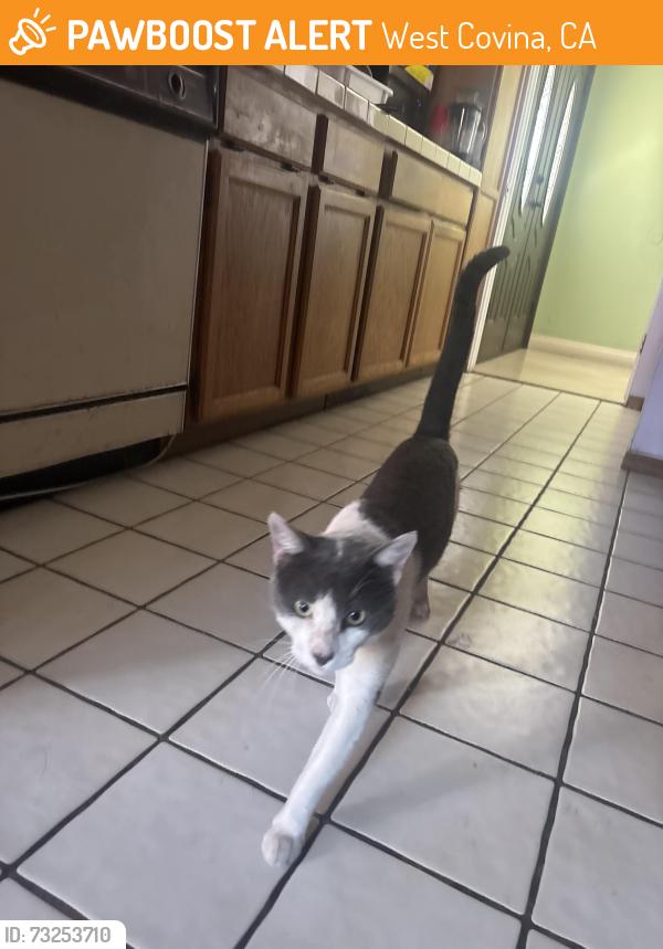 Found/Stray Male Cat last seen Mossberg, shadyvale, West Covina, CA 91790