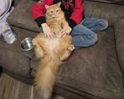 Lost Female Cat last seen Near Daniels way blairsville ga 30512, Blairsville, GA 30512