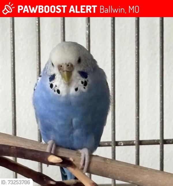 Lost Female Bird last seen Ballwin 63021, Ballwin, MO 63021