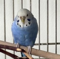 Lost Female Bird last seen Ballwin 63021, Ballwin, MO 63021