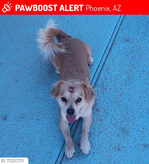 Lost Male Dog last seen Southern, Phoenix, AZ 85041