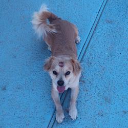 Lost Male Dog last seen Southern, Phoenix, AZ 85041