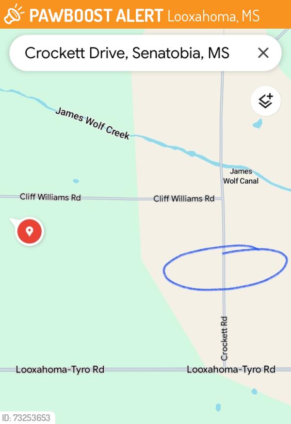 Found/Stray Female Dog last seen Looxahoma Tyro and Cliff Williams Rd, Looxahoma, MS 38668