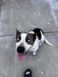 Found/Stray Female Dog last seen Cosumnes Dr, Stockton, CA 95219
