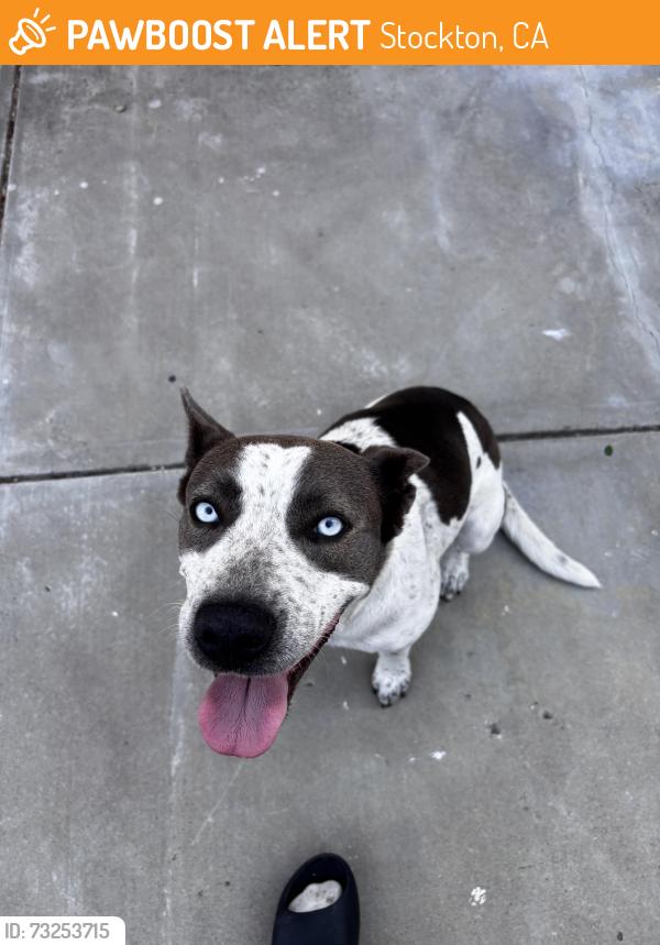 Found/Stray Female Dog last seen Cosumnes Dr, Stockton, CA 95219