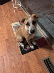 Found/Stray Female Dog last seen Vine st, Modesto, CA 95351