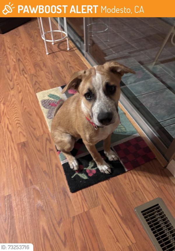 Found/Stray Female Dog last seen Vine st, Modesto, CA 95351