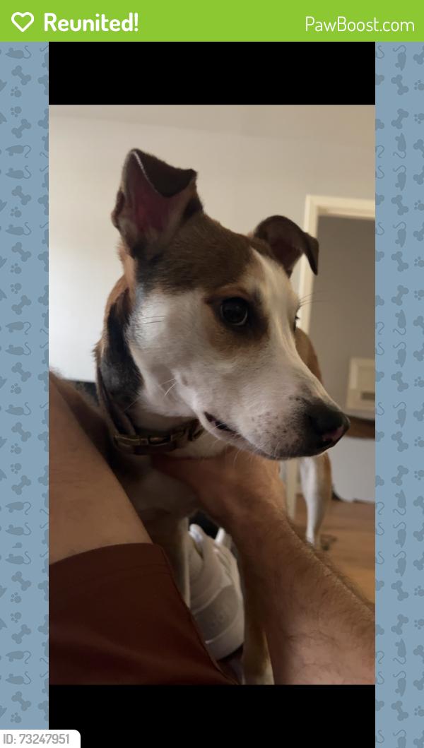 Reunited Male Dog last seen 4th and Irene, Deer Park, TX 77536